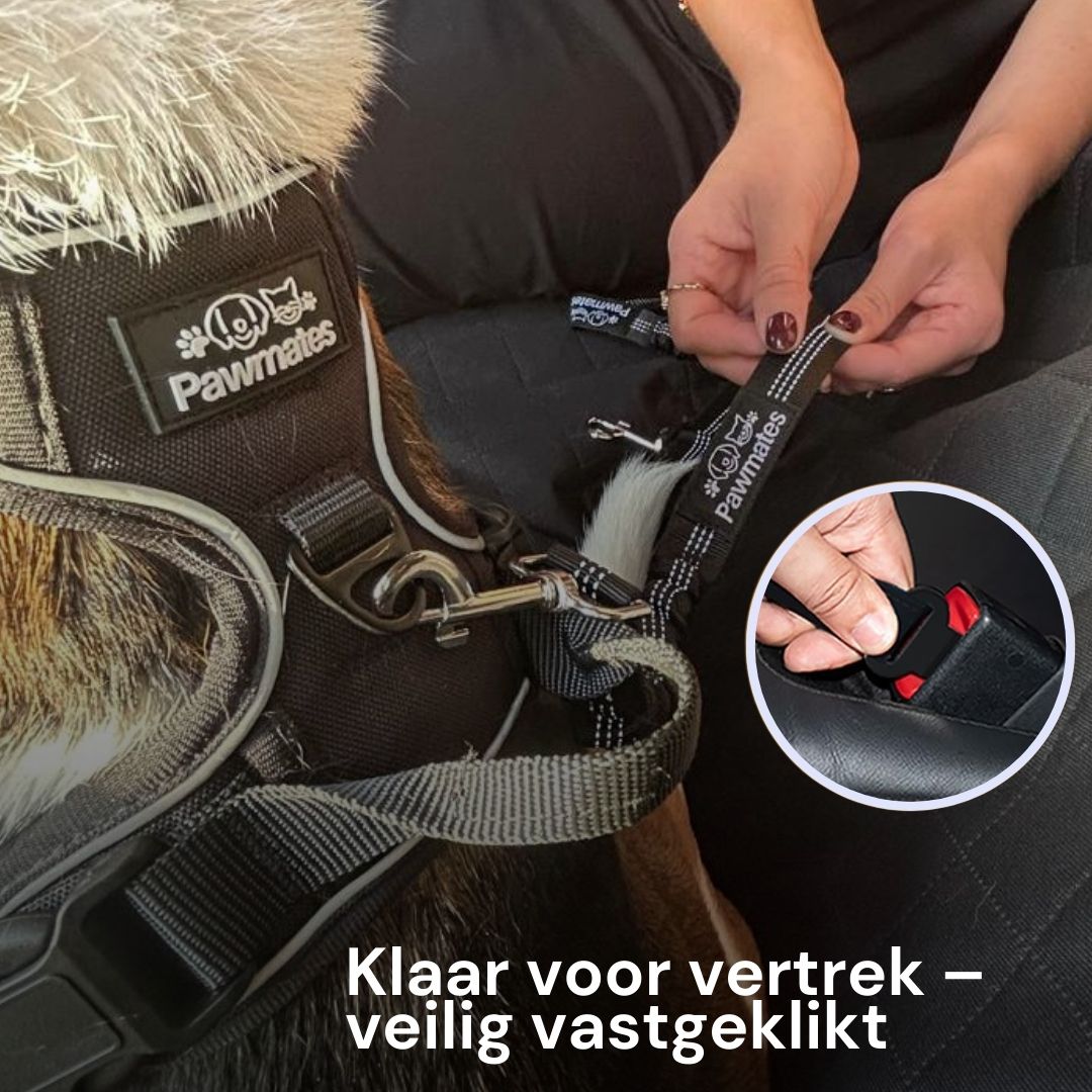 Veilig onderweg met je hond – altijd en overal